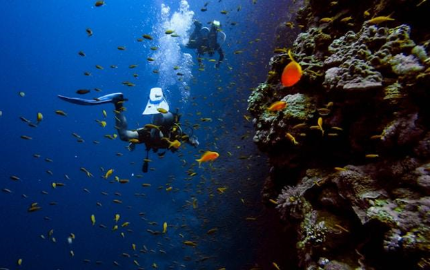 Essential Scuba Diving Gear And Tips For New Adventure Seekers