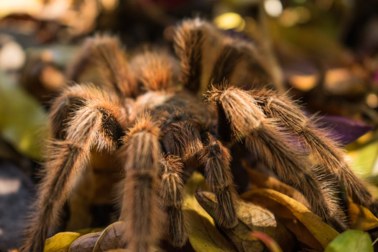 Exploring Tarantulas for Sale: A Guide to Choosing Your Eight-Legged Companion